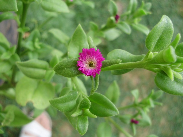 sirotica - aptenia cordifolia