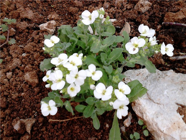 Arabis