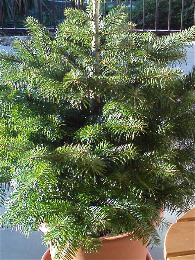 Kavkaska jela (Abies nordmanniana)