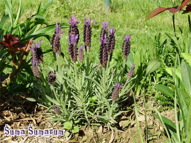 Lavanda
