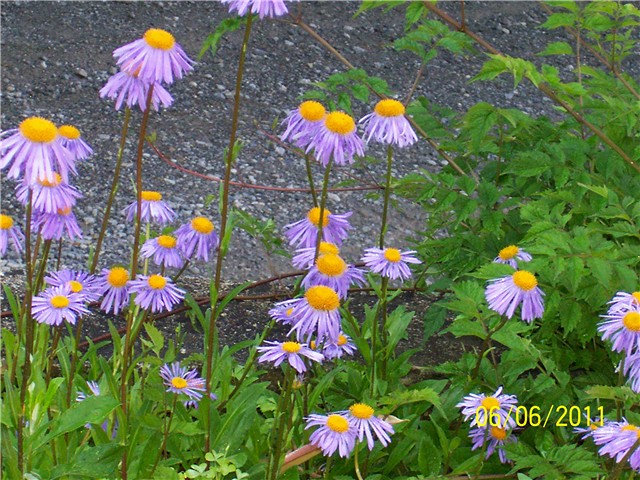 Aster