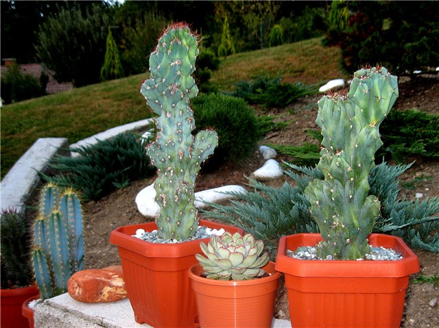 Cereus  peruvianus  monstrosus 