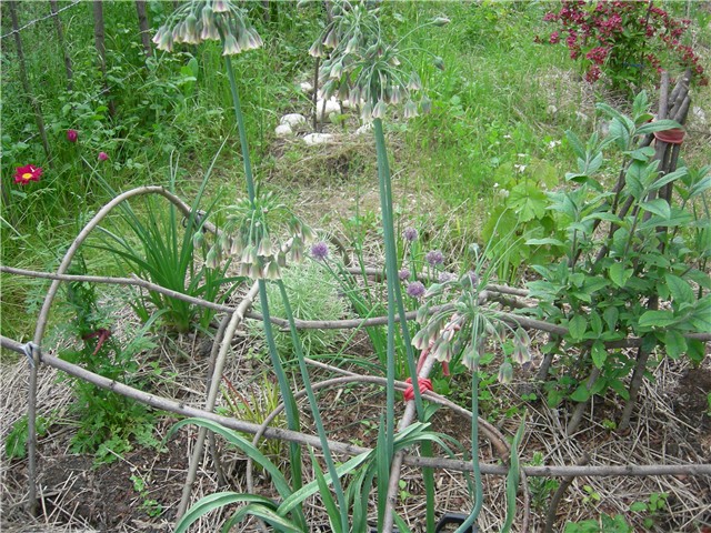 arčilend
