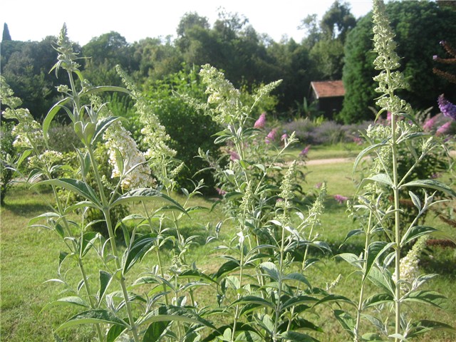 Razglednica sa Brijuna