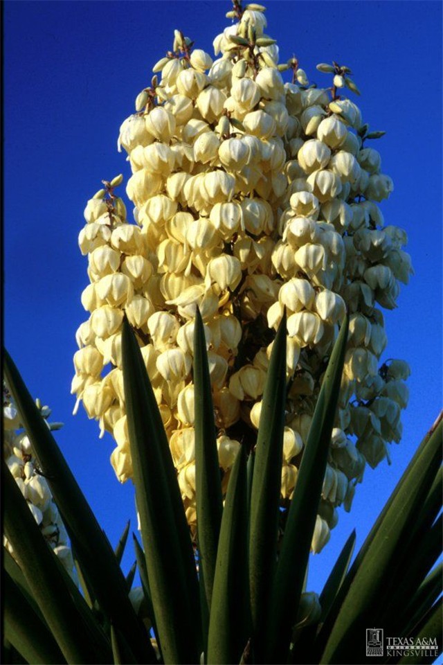 Yucca