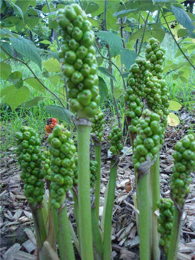 Arum italicum