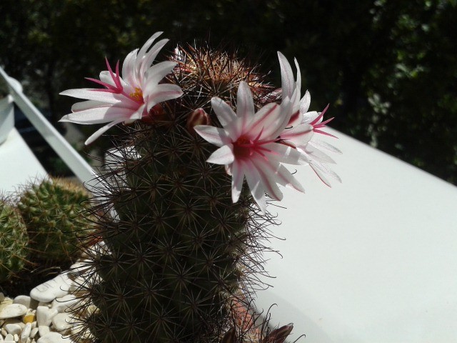 Mammillaria frailena