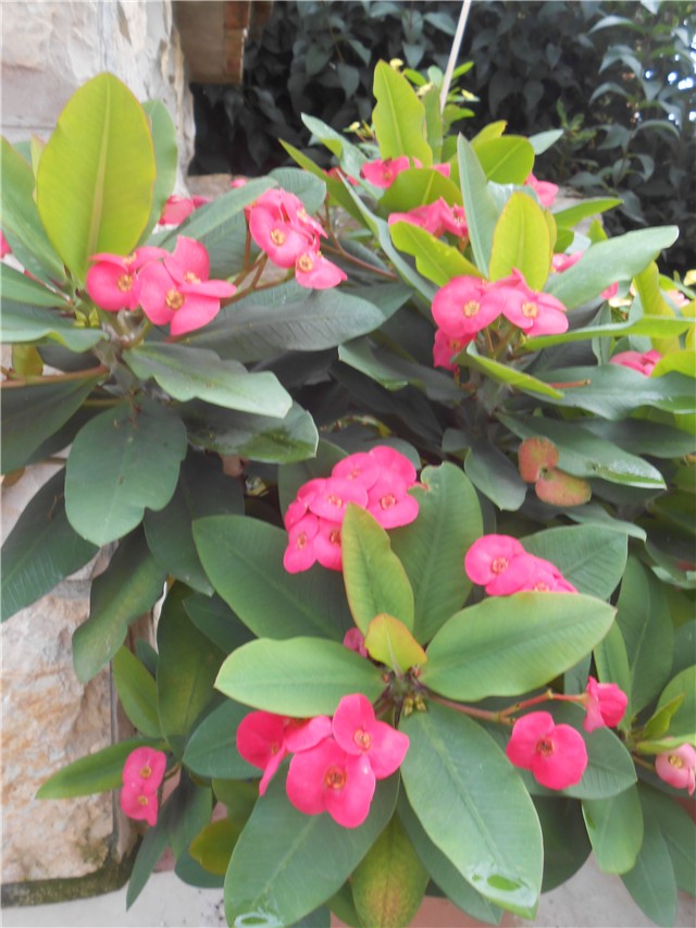 Euphorbia milii