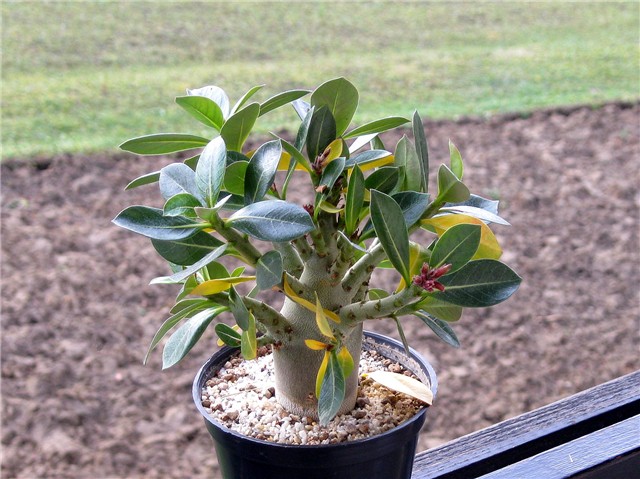 Adenium obesum, sijanac  2012