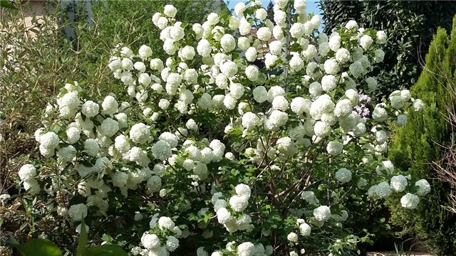 viburnum opulus