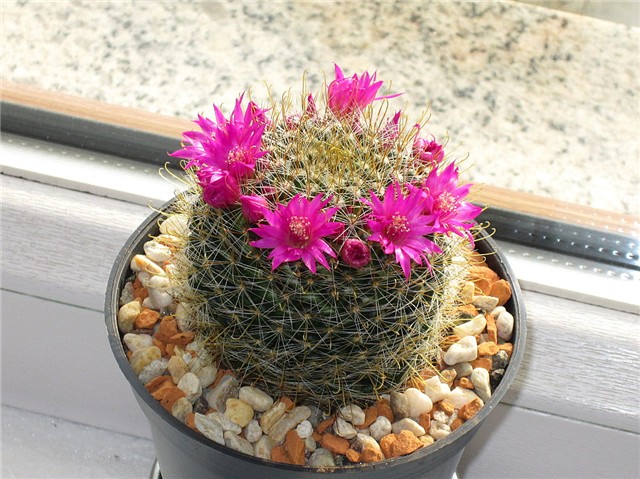 mammillaria (?)