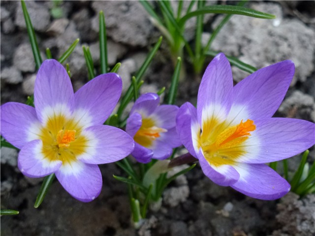 Crocus Tricolor