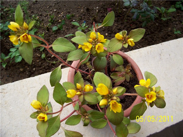 Lysimachia golden globes