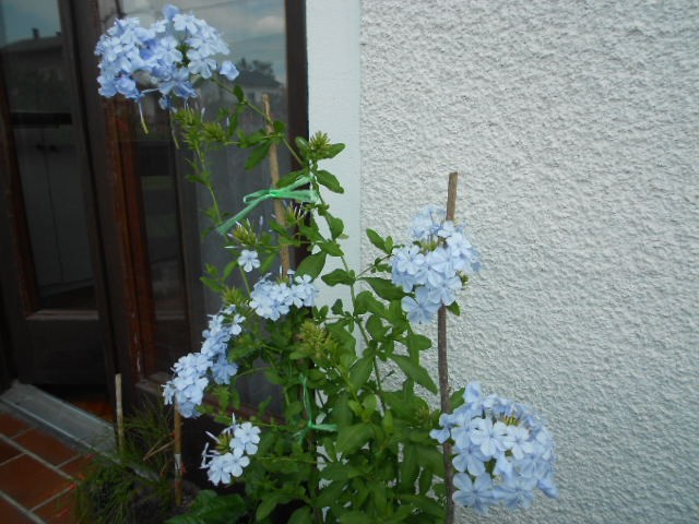 plumbago plavi