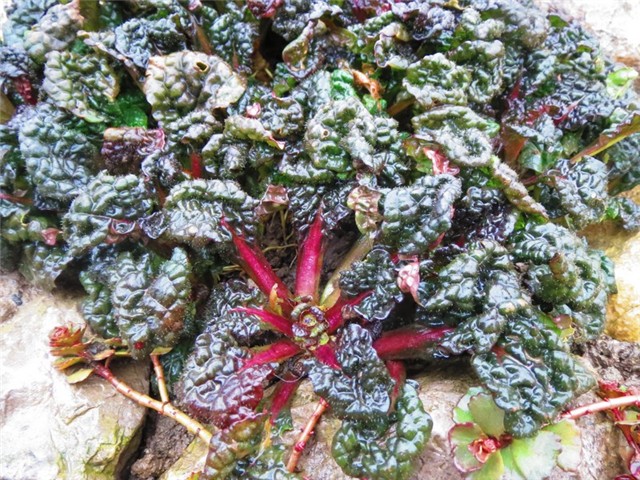 ajuga