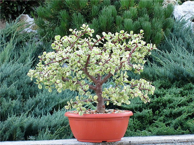 Portulacaria afra