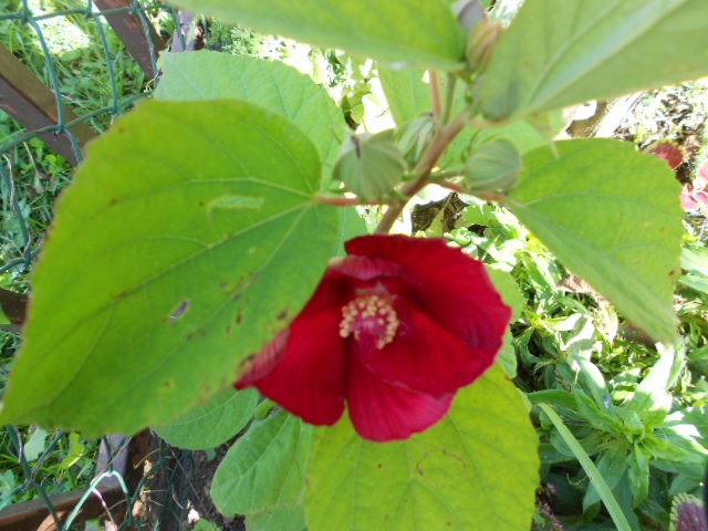 močvarni hibiskus