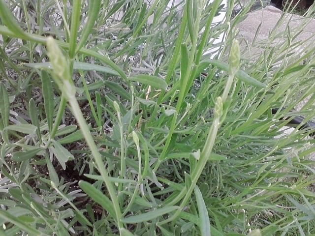 lavanda ljubimica