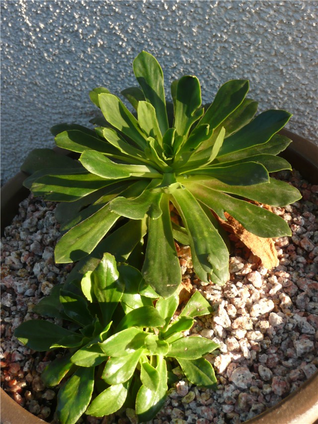 lewisia