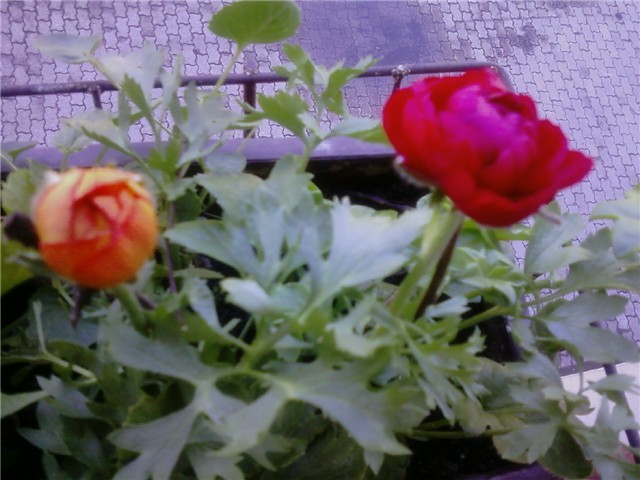 Ranunculus