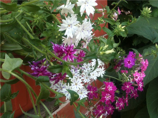 phlox