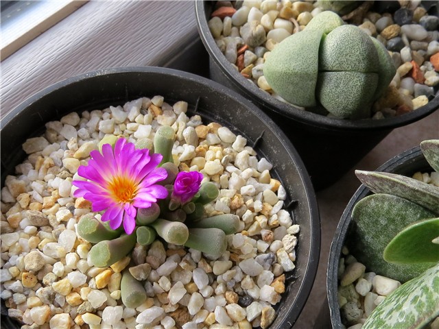 Frithia pulchra 