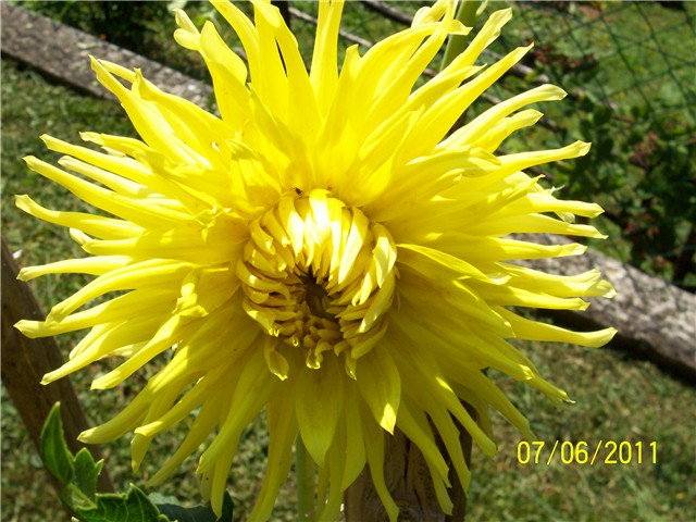 Žuta kaktus dalija