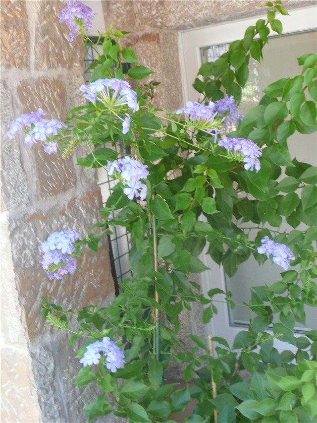 plumbago