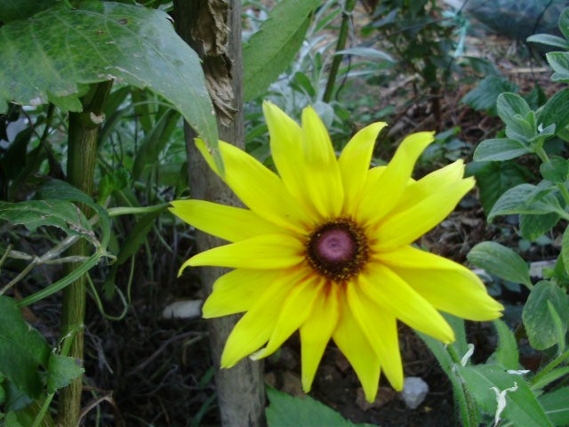 rudbekia- lat. rudbeckia fulgida