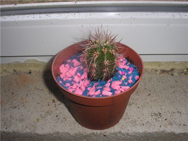 kaktus