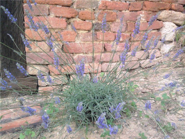 lavanda