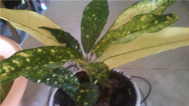 Codiaeum variegatum