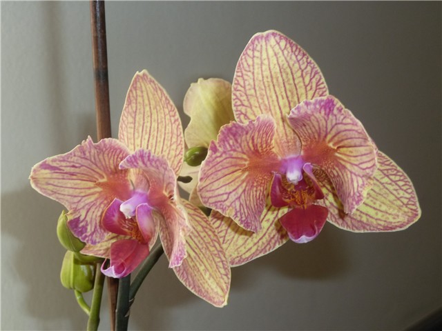 phalenopsis