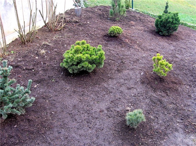 Pinetum