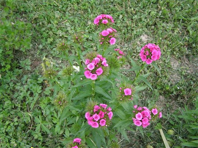 Turski karanfil