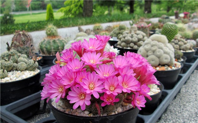 rebutia perplexa