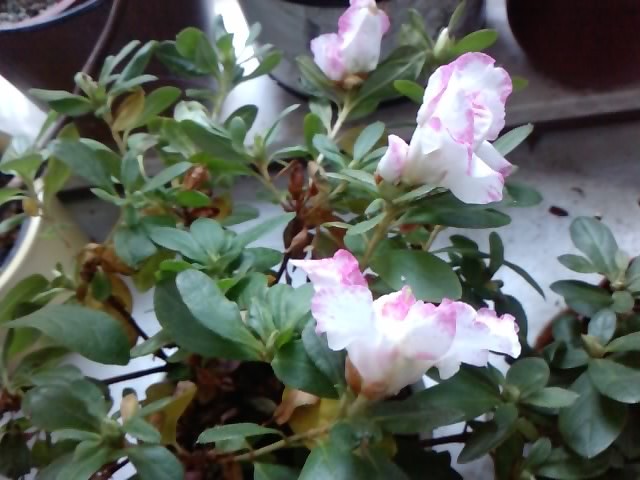 azalea1