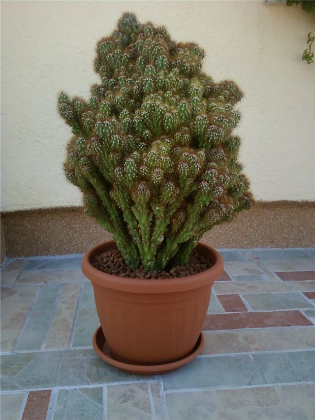 kaktus