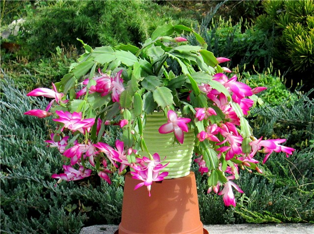 Schlumbergera