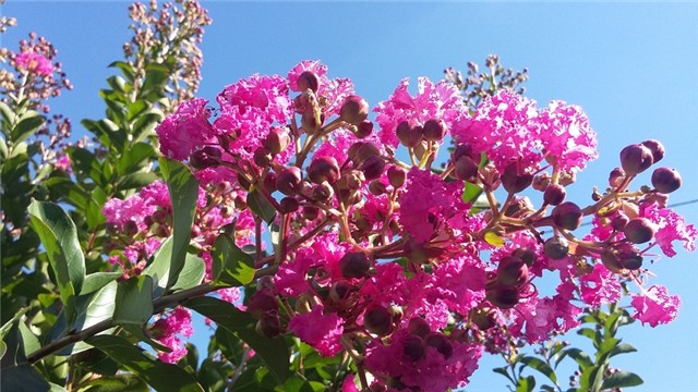 lagoerstroemia