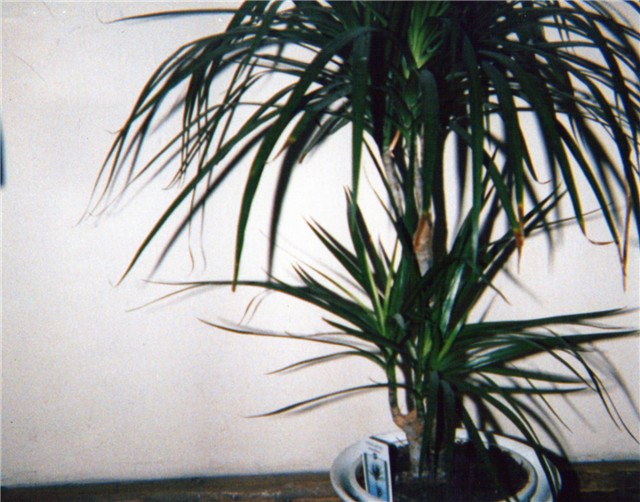 marginata