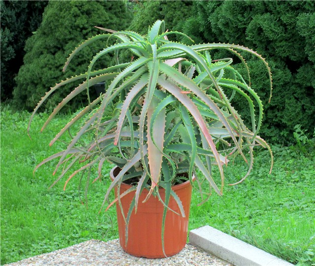 Aloe arborescens