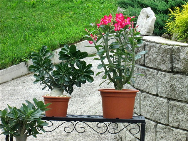Adenium obesum