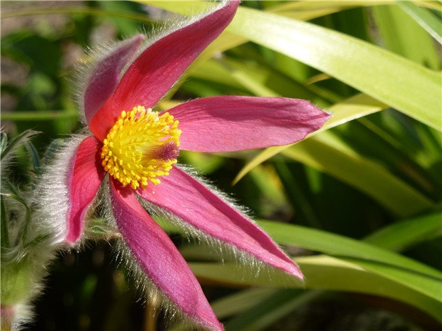 Pulsatilla jesen