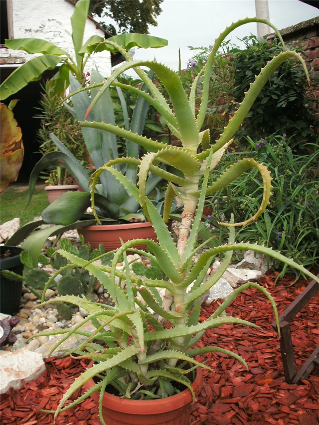 aloe arborescens