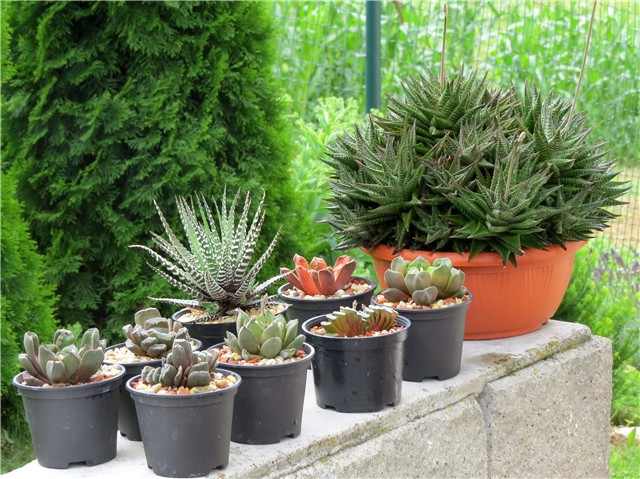 Haworthias