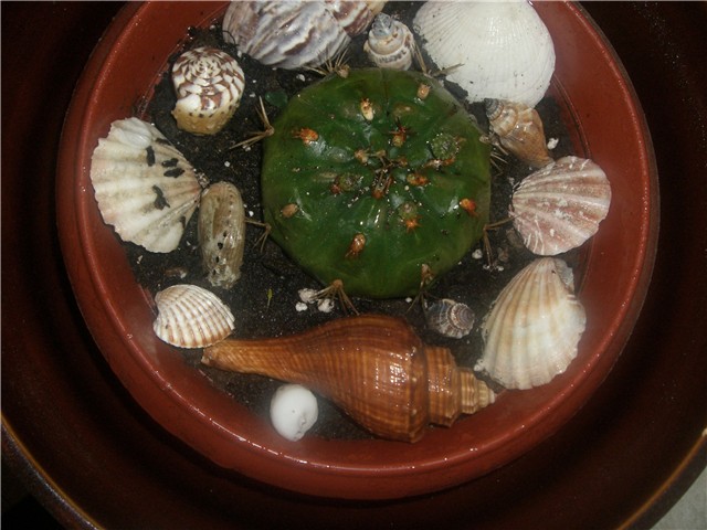 gimnocalycium