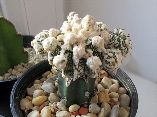 Astrophytum Myriostigma Fukuryu