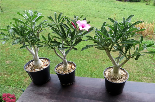 Adenium swazicum 