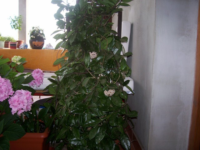 Moja hoya